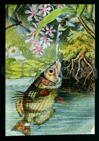 Schützenfisch | Banded archerfish (foticon-600-simon-meer-363-045.jpg)